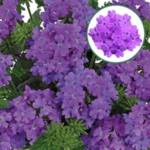 Afbeelding van Verbena P12 Grape